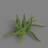 MT PM V66 Asparagus densiflorus 01 05