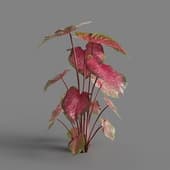 MT PM V62 Caladium red Flash 01 05