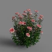 Rose plant set 213