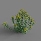 MT PM V65 Euphorbia palustris 01 02