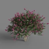 MT PM V67 Lagerstroemia indica 01 06