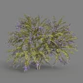MT PM V68 Duranta repens 01 02