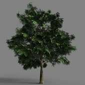 003 Quercus