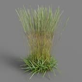 087 Calamagrostis acutiflora v3