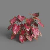 MT PM V62 Caladium red Flash 01 02