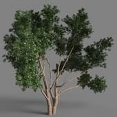 Eucalyptus 58-026