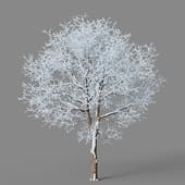 Fraxinus chinensis 01 05