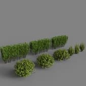 Bush Barbaris Tunberga