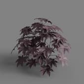 MT PM V66 Ricinus communis 01 06