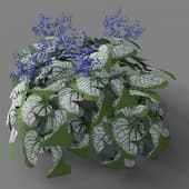Brunnera macrophylla 'Jack Frost' 010