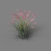 060 Miscanthus sacchariflorus v3