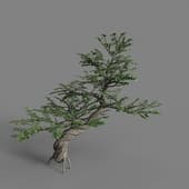 PM V78 Zanthoxylum piperitum 01 06