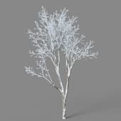 Ulmus pumila 01 01
