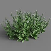 Arabis caucasica 004