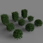 Cotoneous shiny bushes