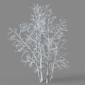 Betula platyphylla 01 06