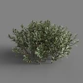 MT PM V58 Euonymus japonicus 01 06