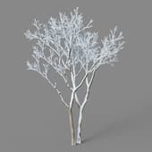 Ulmus pumila 01 06