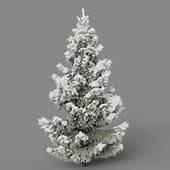 fir winter6