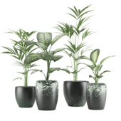 Palm trees,Dieffenbachia  Seguine ,White Flame