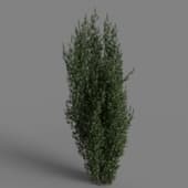 MT PM V85 Taxus baccata 01 05