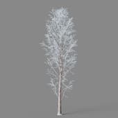 Metasequoia glyptostroboides 01 01winter