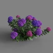 MT PM V66 Hydrangea macrophylla 01 04