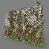 Hedge Clematis