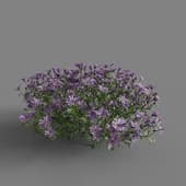 MT PM V64 Brachyscome angustifolia 01 06
