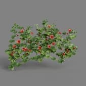 MT PM V68 Tropaeolum majus 01 04