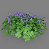 Geranium Rozanne 026
