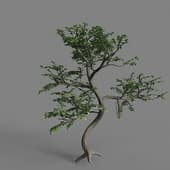 PM V78 Zanthoxylum piperitum 01 05