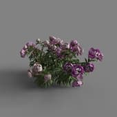 MT PM V64 Paeonia lactiflorai 01 05