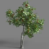 037 Prunus armeniaca