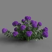 MT PM V66 Hydrangea macrophylla 01 02