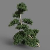 MT PM V28 Ilex crenata 01 06