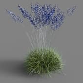 069 festuca glauca v3