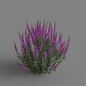 MT PM V66 Lythrum salicaria 01 05