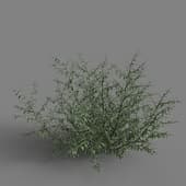 MT PM V79 Alhagi sparsifolia 01 02