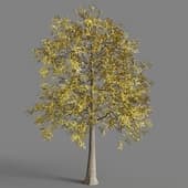 034 fraxinus