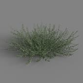 MT PM V79 Alhagi sparsifolia 01 03