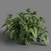 Melissa officinalis 01 03
