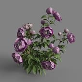 MT PM V64 Paeonia lactiflorai 01 03