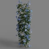 MT PM V68 Ipomoea nil 01 02