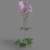 Anemone hupehensis 03