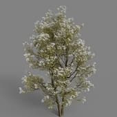 MT PM V56 Amelanchier canadensis 01 03