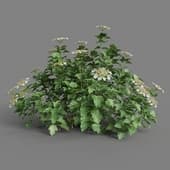 MT PM V55 Viburnum opulus 01 06