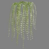 Plant 254