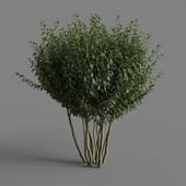 MT PM V28 Prunus laurocerasus 01 07