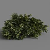 Juniperus occidentalis Rheingold 01 06